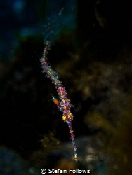Slither

Ornate Ghost Pipefish - Solenostomus paradoxus... by Stefan Follows 